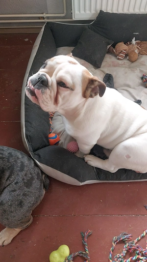 Englische Bulldogge  Bild 5