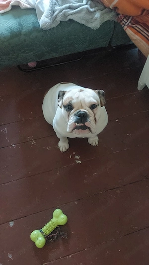 Englische Bulldogge  Bild 2