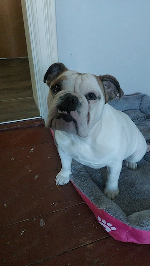 Englische Bulldogge 