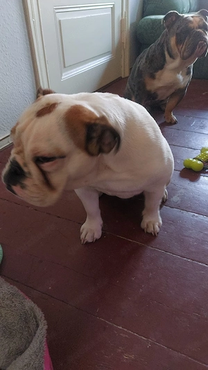Englische Bulldogge  Bild 4