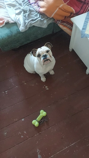 Englische Bulldogge  Bild 3