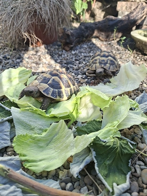 2 Griechische Landschildkröten