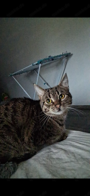 Carlo sucht ein liebevolles Zuhause