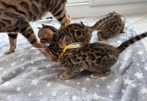 Süße und schöne Bengalkätzchen 