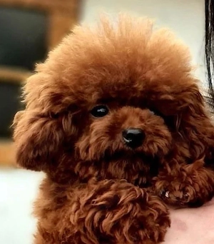 Toypudel red   fawn brown , 14 Wo alt , suchen ab sofort ihre Familie