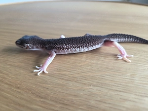 Panda Leopardgecko