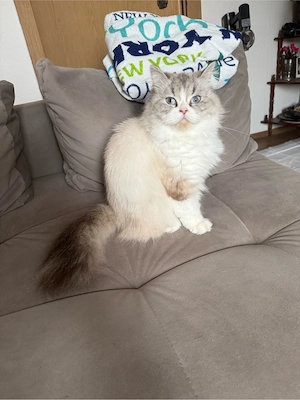 British Langhaar Katze abzugeben.  