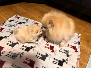 Pomeranian(Zwergspitz)