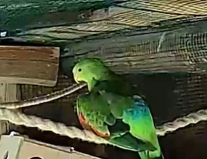 Rotflügelsittich Henne