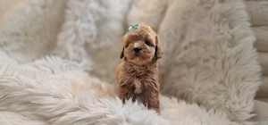 Maltipoo Weibchen Toypudel&Malteser  Welpen 