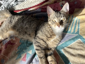 3 Europäische Hauskatzen Bild 5