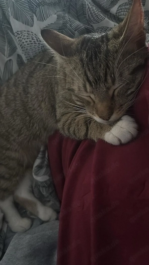 3 Europäische Hauskatzen Bild 2