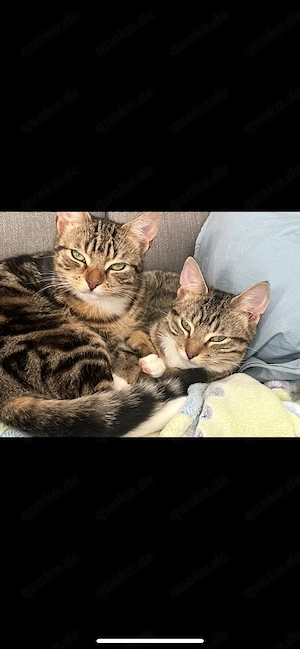 3 Europäische Hauskatzen