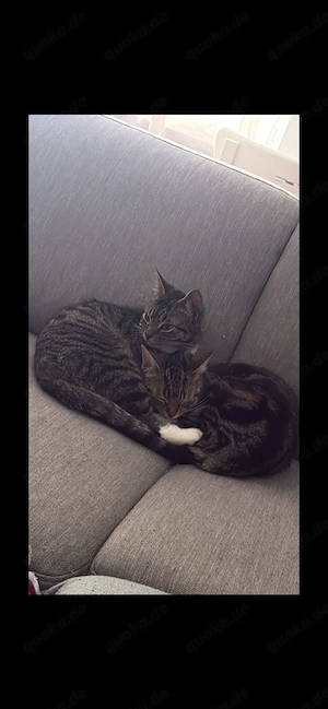 3 Europäische Hauskatzen Bild 4