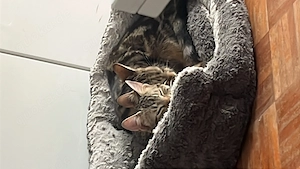 3 Europäische Hauskatzen Bild 3