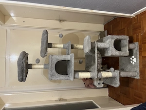 3 Europäische Hauskatzen Bild 6