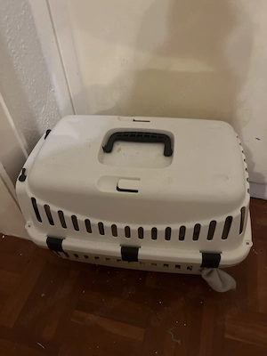 3 Europäische Hauskatzen Bild 8