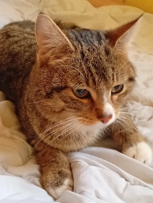 kater 1 Jahr alt super lieb 