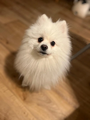 Zwergspitz sucht sein neues Zuhause 