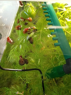 Posthornschnecken und Spitzschlammschnecken zur Abholung 