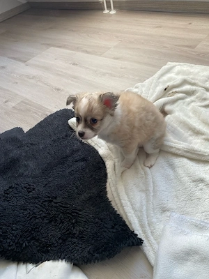 hunde welpen abzugeben 