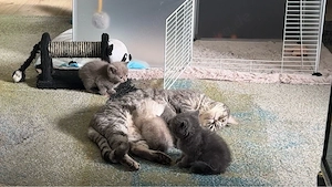 Britisch Kurzhaar Kätzchen