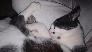 Katerchen sucht liebevolles zuhause