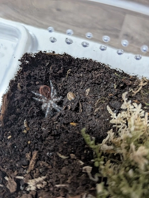 Acanthoscurria geniculata