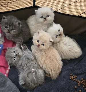 Perserkitten suchen ein neues Zuhause 