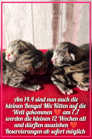 Kitten suchen ihren Menschen 