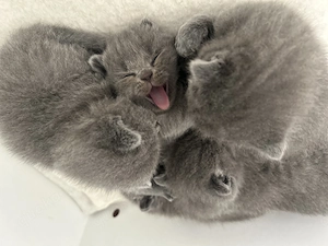 Reinrassige BKH Babykatzen zu verkaufen 