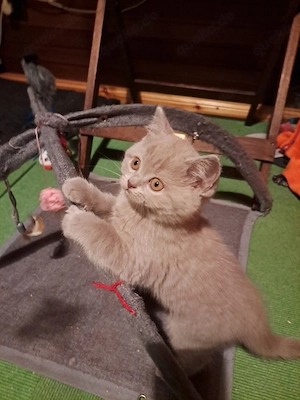 Süßer BKH Kater in Lilac Creme sucht neues Zuhause