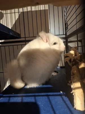 Schönes Angora Männchen und Weibchen Chinchillas 