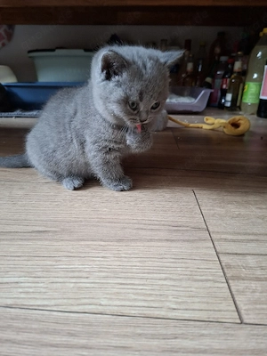 Zuckersüß Bkh kitten