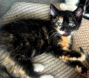 Katzenbaby's Mixkitten Babykatzen Siam Mix