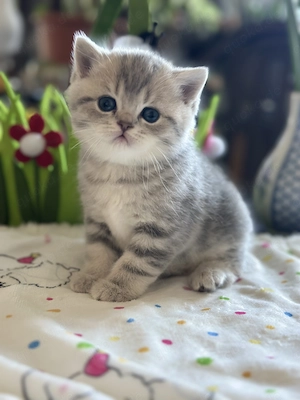 2 reinrassige Britisch Kurzhaar Kater 