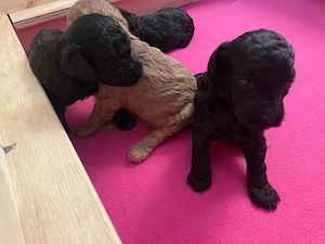 Toypudel Pudel Welpen Bild 9