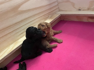 Toypudel Pudel Welpen Bild 8