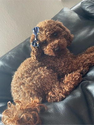 Toypudel Pudel Welpen Bild 4