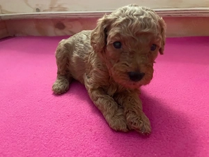 Toypudel Pudel Welpen Bild 3