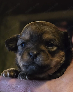 Zuckersüße Chihuahua Welpen 