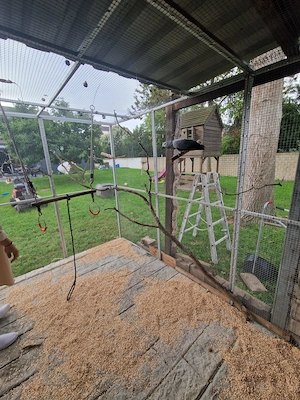 Graupapageien Partnerin für unsere Henne gesucht