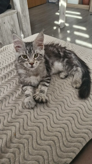 Reinrassiger Maine Coon Kater 6 Monate