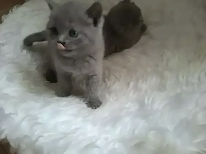 Zuckersüß Bkh Kitten