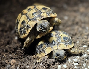 Griechische Landschildkröten THB 2025