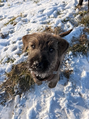 Kleiner Mann sucht neues Zuhause