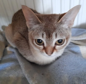 Singapura Kätzchen sehr süß