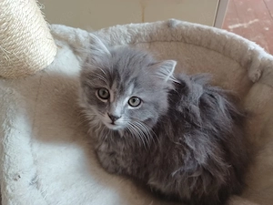 Heilige Birma Mix Bild 3