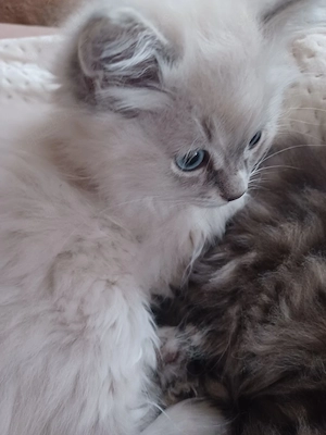 Heilige Birma Mix Bild 5