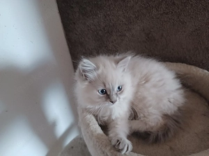 Heilige Birma Mix Bild 2